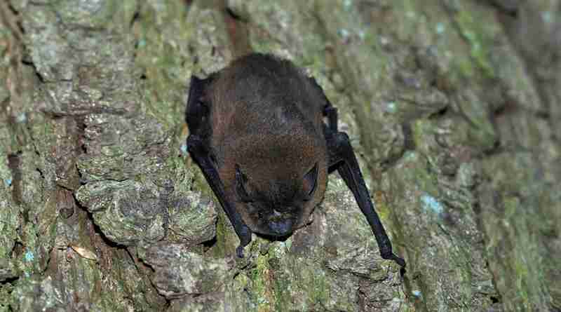 Bat Night in Highfield Park